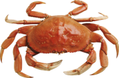 Crab