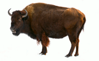 Bison