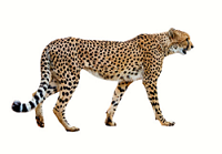 Cheeta