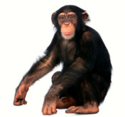 Chimpanzee