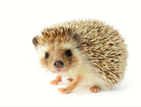 Hedgehog