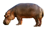 Hippopotamus