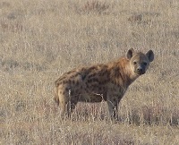 Hyena