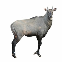 Nilgai