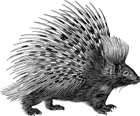 Porcupine