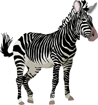 Zebra