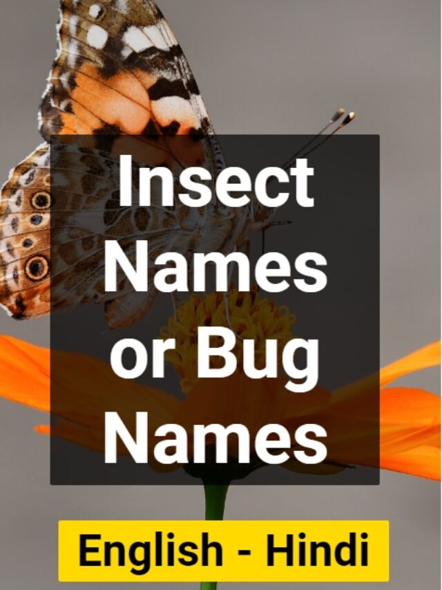 Insect Names or Bug Names
